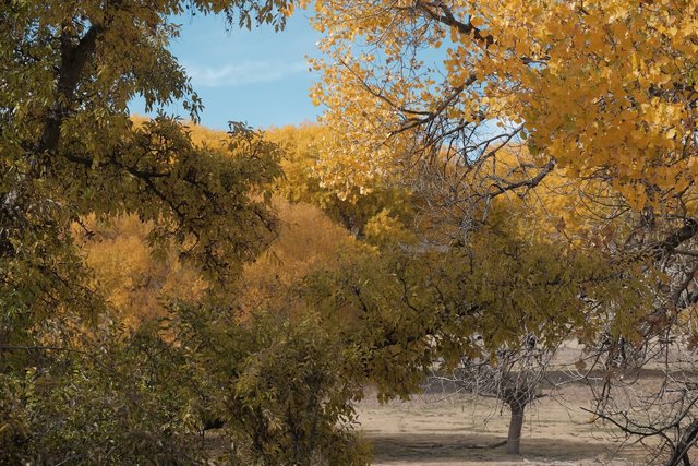 Photograph of cottonwoods in full autumn colour, yellow and ochre leaves layered against a bare blue sky, with a young tree standing in open sandy ground beyond.