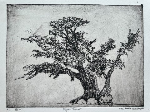 Close-up detail of the Alligator Juniper drypoint print showing the expressive scratched linework of the twisted trunk and tangled branches against a softly toned plate background.