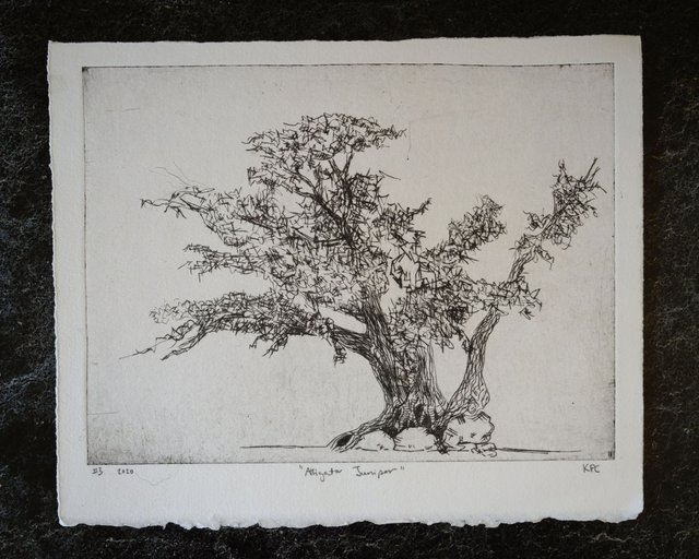 Drypoint intaglio print of a gnarled alligator juniper tree with sprawling branches and dense foliage, rendered in black ink on handtorn cream paper.