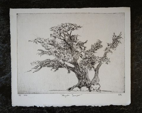 Drypoint intaglio print of a gnarled alligator juniper tree with sprawling branches and dense foliage, rendered in black ink on handtorn cream paper.